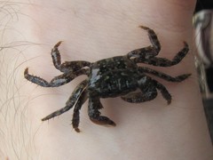 Metopograpsus frontalis