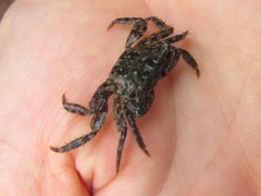 Metopograpsus frontalis