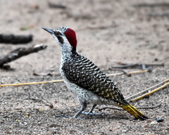 Campethera bennettii