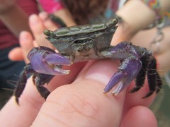 Metopograpsus frontalis