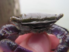 Metopograpsus frontalis