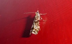 Eudonia legnota