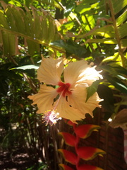 Hibiscus rosa-sinensis