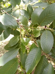 Rhamnidium elaeocarpum