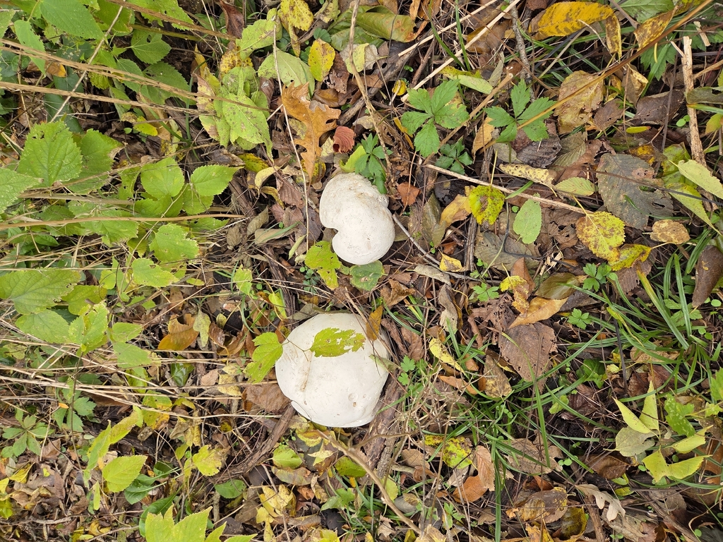 Calvatia gigantea · October 2025 · photo: © jebel (iNaturalist, cc-by)