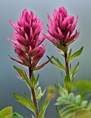 Castilleja parviflora olympica