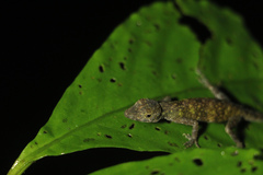 Anolis carpenteri