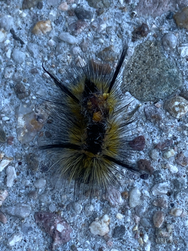 Speckled Tussock Moth photo 5
