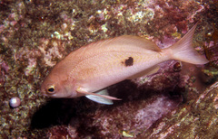 Caesioperca lepidoptera