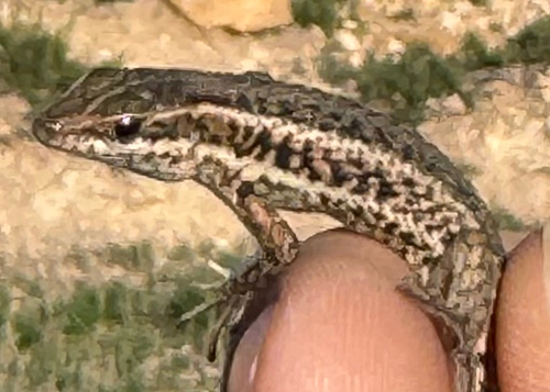 Western Snake-eyed Lizard