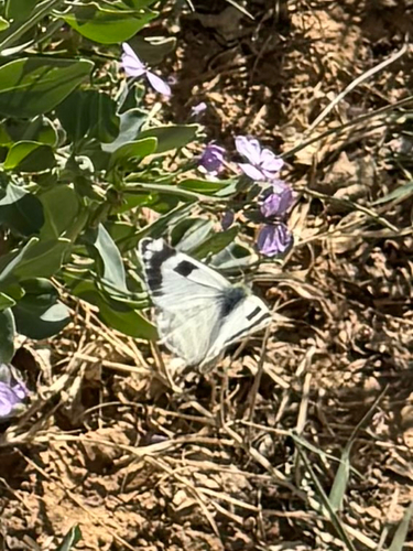 Green-striped White