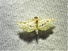 Hileithia rehamalis