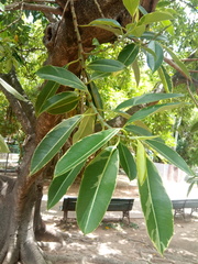 Ficus