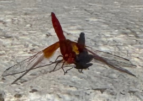 Orange-winged Dropwing