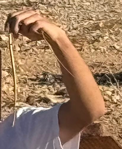 Forskal Sand Snake