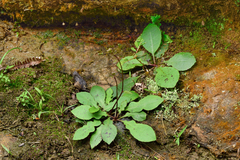 Ixeridium laevigatum