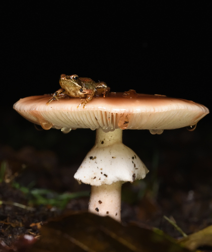Iberian Frog, São Pedro do Sul, 3660, Portugal, photo 4 of 10