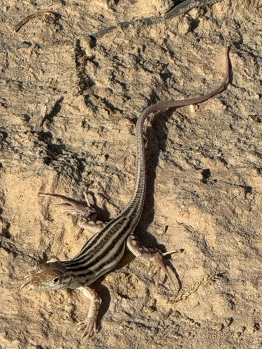 Bosc’s Fringe-toed lizard
