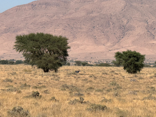 Scimitar-horned Oryx