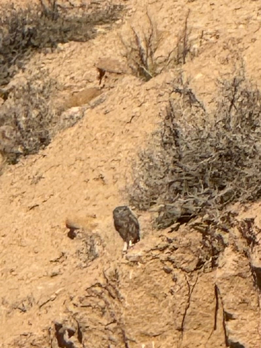 Little Owl
