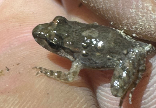 Mediterranean Painted Frog