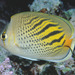 Dot-and-dash Butterflyfish - Photo (c) Erik Schlogl, some rights reserved (CC BY-NC), uploaded by Erik Schlogl
