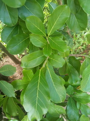 Ficus obtusifolia