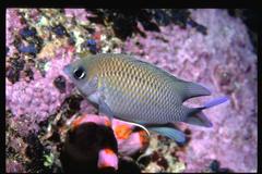 Mecaenichthys immaculatus