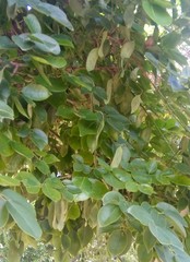 Platymiscium pinnatum