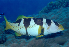 Plectropomus laevis