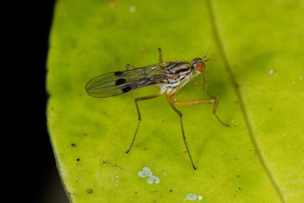 Chelipoda mirabilis