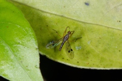 Chelipoda mirabilis
