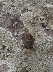 Cicadidae