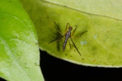Chelipoda mirabilis