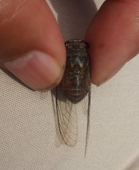 Cicadidae