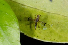 Chelipoda mirabilis