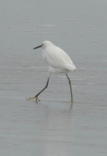 Egretta thula image
