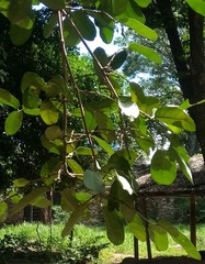Salacia elliptica