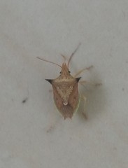 Diceraeus melacanthus