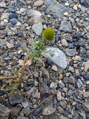 pineapple-weed