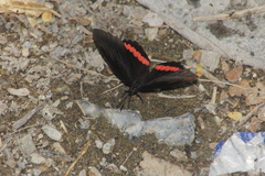 Biblis
