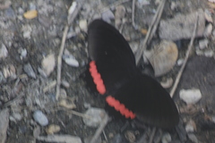 Biblis