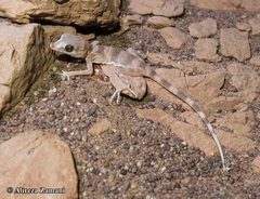 Rhinogekko misonnei