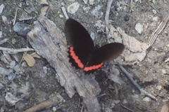 Biblis