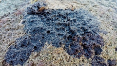 Chelonaplysilla violacea