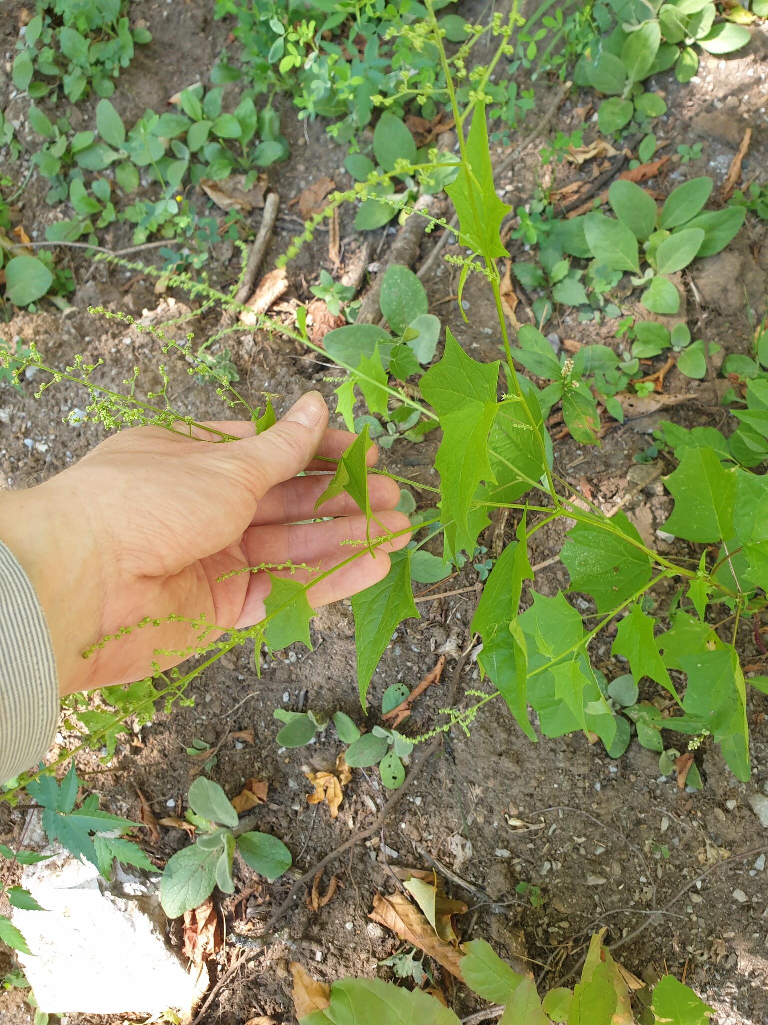 American Maple-Leaved Goosefoot (Chenopodiastrum simplex)