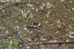 Chiomara georgina georgina