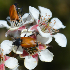 Phyllotocus rufipennis