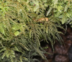 Hypnodendron arcuatum