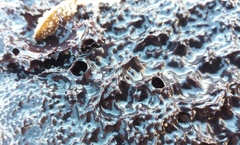 Chelonaplysilla violacea